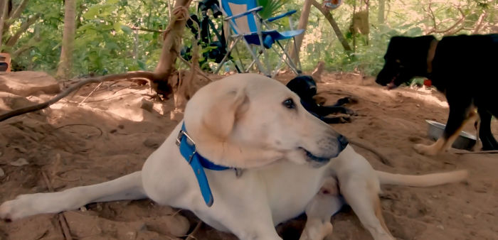 Edgardo Perros, The Man Who Walks Around Mexico With His Trolley In Effort to Save Hundreds Of The Homeless Dogs