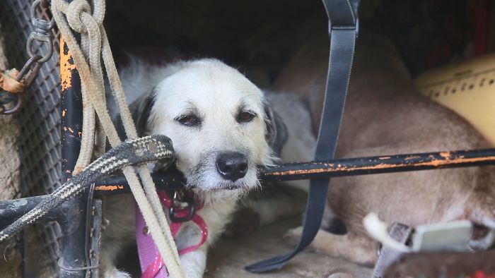 Edgardo Perros, The Man Who Walks Around Mexico With His Trolley In Effort to Save Hundreds Of The Homeless Dogs