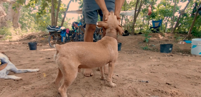 Edgardo Perros, The Man Who Walks Around Mexico With His Trolley In Effort to Save Hundreds Of The Homeless Dogs