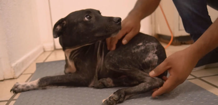 Edgardo Perros, The Man Who Walks Around Mexico With His Trolley In Effort to Save Hundreds Of The Homeless Dogs