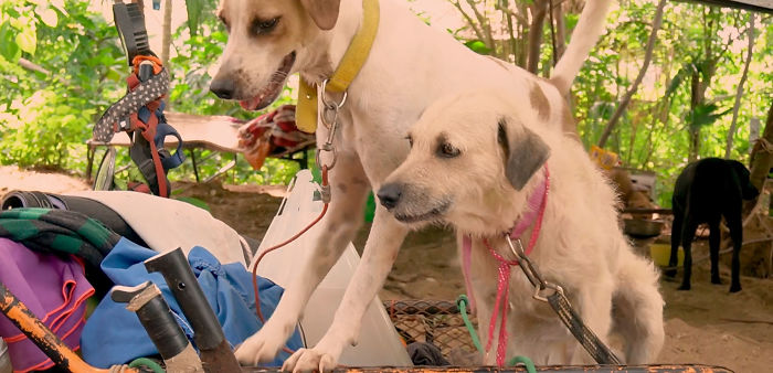 Edgardo Perros, The Man Who Walks Around Mexico With His Trolley In Effort to Save Hundreds Of The Homeless Dogs