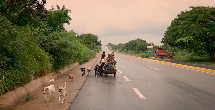 Edgardo Perros, The Man Who Walks Around Mexico With His Trolley In Effort to Save Hundreds Of The Homeless Dogs
