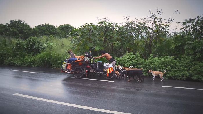 Edgardo Perros, The Man Who Walks Around Mexico With His Trolley In Effort to Save Hundreds Of The Homeless Dogs
