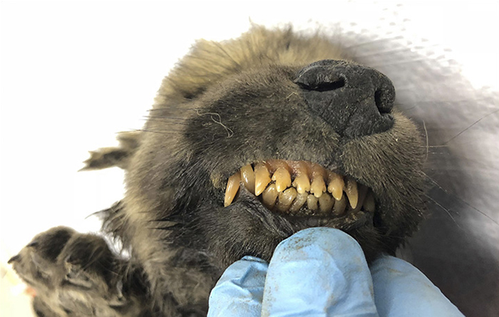 Ice Age Dog is Discovered After Being Buried for 18,000 Years In Permafrost