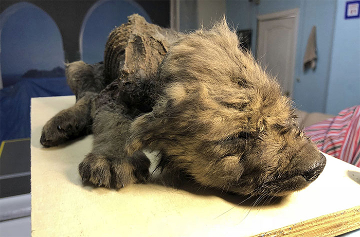 Ice Age Dog is Discovered After Being Buried for 18,000 Years In Permafrost