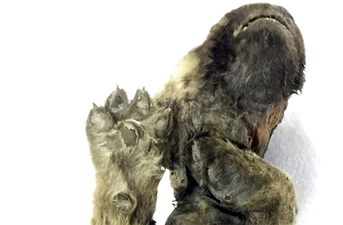 Ice Age Dog is Discovered After Being Buried for 18,000 Years In Permafrost