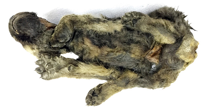 Ice Age Dog is Discovered After Being Buried for 18,000 Years In Permafrost