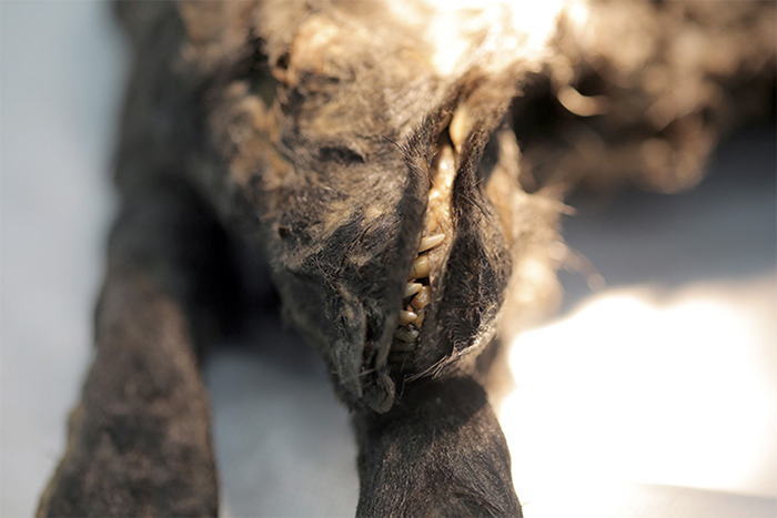 Ice Age Dog is Discovered After Being Buried for 18,000 Years In Permafrost