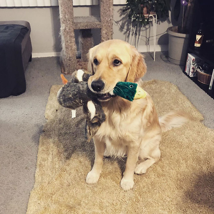 Leny, the Golden Retriever Who Loves Sliding Down The Hill