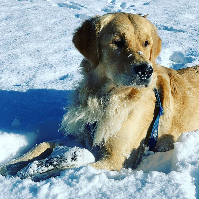 Leny, the Golden Retriever Who Loves Sliding Down The Hill