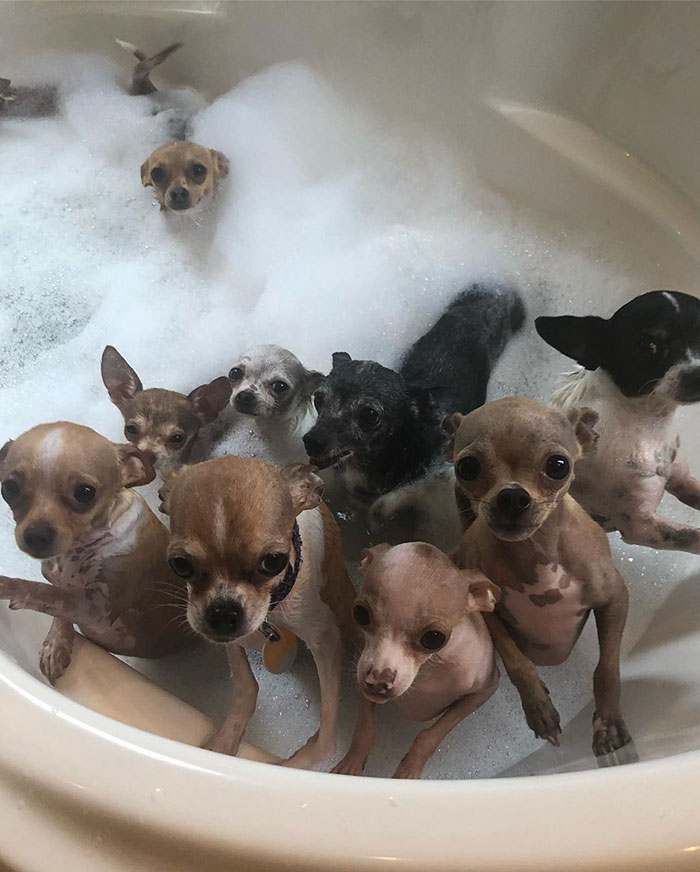 Man Used To Make Fun Of Little Dogs But Then Get Saved By One Chihuahua And Now He Spends His Life Rescuing Them