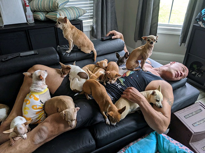 Man Used To Make Fun Of Little Dogs But Then Get Saved By One Chihuahua And Now He Spends His Life Rescuing Them