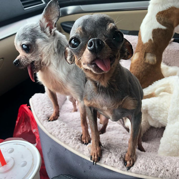 Man Used To Make Fun Of Little Dogs But Then Get Saved By One Chihuahua And Now He Spends His Life Rescuing Them