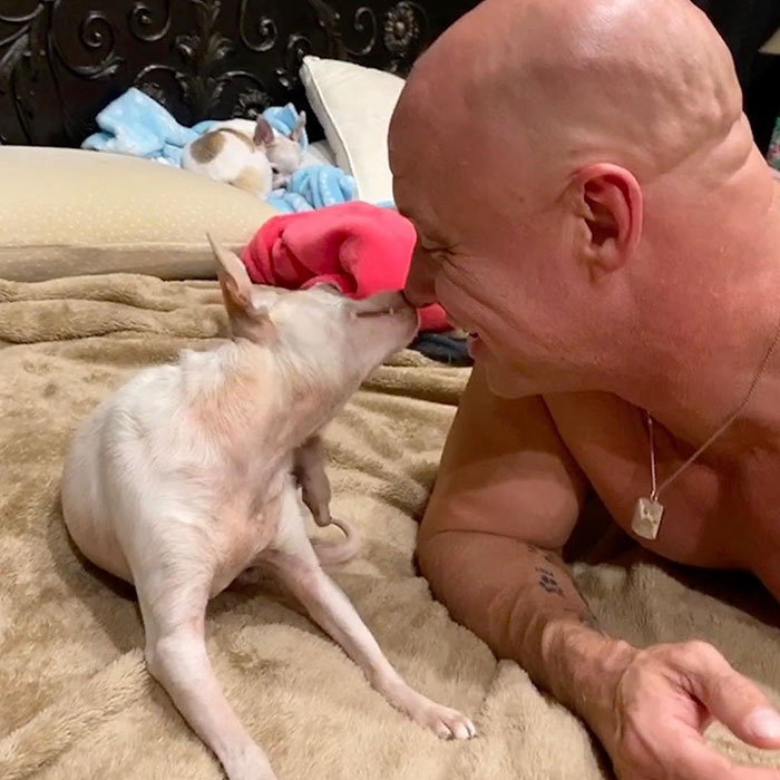 Man Used To Make Fun Of Little Dogs But Then Get Saved By One Chihuahua And Now He Spends His Life Rescuing Them