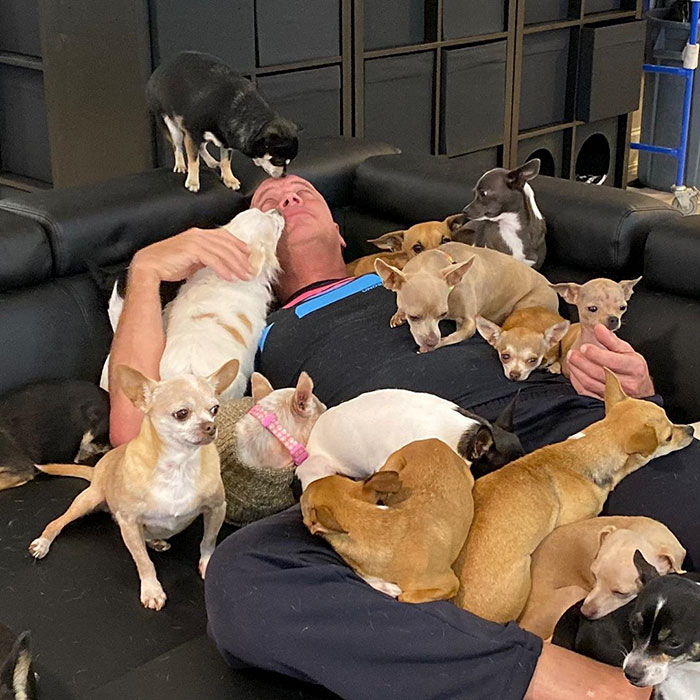 Man Used To Make Fun Of Little Dogs But Then Get Saved By One Chihuahua And Now He Spends His Life Rescuing Them