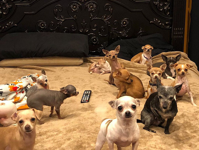 Man Used To Make Fun Of Little Dogs But Then Get Saved By One Chihuahua And Now He Spends His Life Rescuing Them