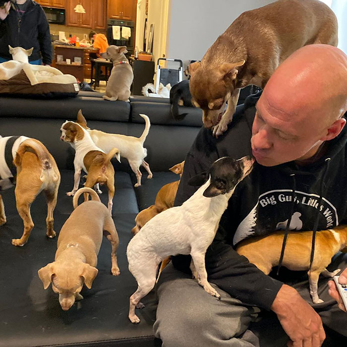 Man Used To Make Fun Of Little Dogs But Then Get Saved By One Chihuahua And Now He Spends His Life Rescuing Them