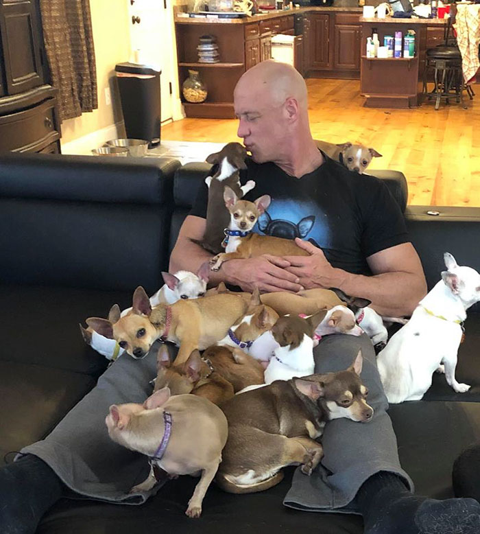 Man Used To Make Fun Of Little Dogs But Then Get Saved By One Chihuahua And Now He Spends His Life Rescuing Them