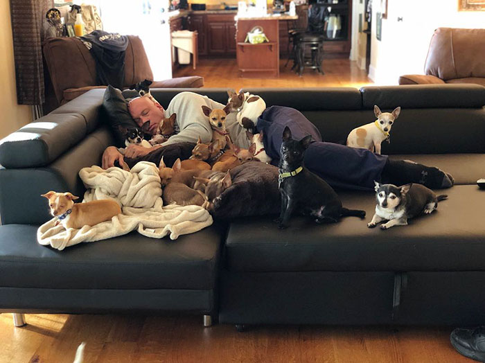 Man Used To Make Fun Of Little Dogs But Then Get Saved By One Chihuahua And Now He Spends His Life Rescuing Them
