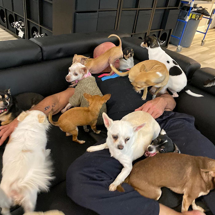 Man Used To Make Fun Of Little Dogs But Then Get Saved By One Chihuahua And Now He Spends His Life Rescuing Them