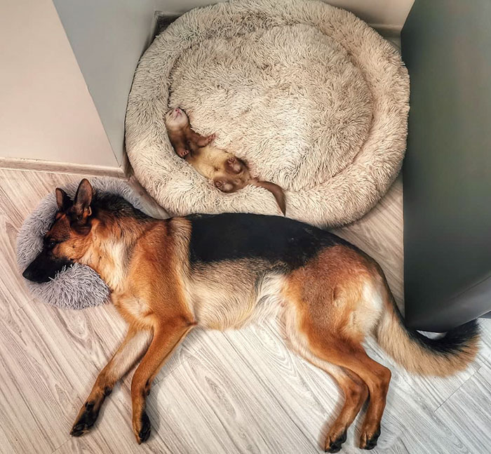Unlikely but Strong Friendship of Nova A German Shepherd Dog And Pacco A Ferret