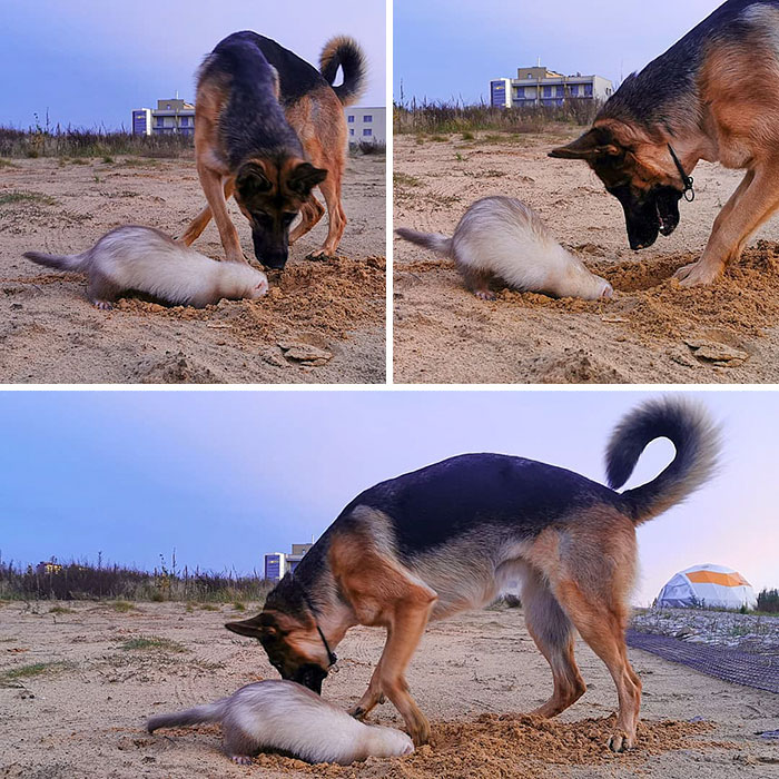 Unlikely but Strong Friendship of Nova A German Shepherd Dog And Pacco A Ferret