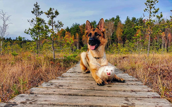 Unlikely but Strong Friendship of Nova A German Shepherd Dog And Pacco A Ferret