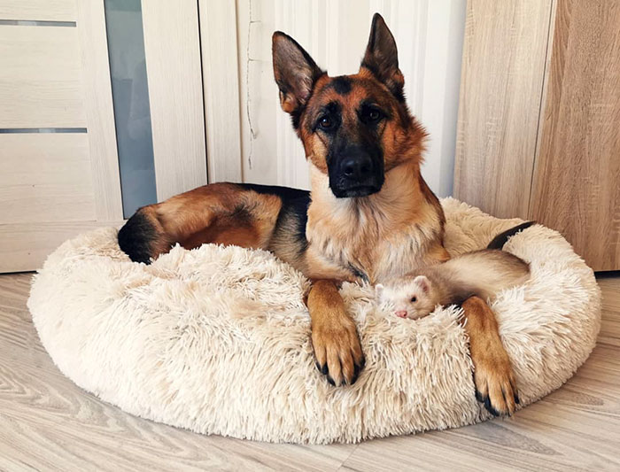 Unlikely but Strong Friendship of Nova A German Shepherd Dog And Pacco A Ferret
