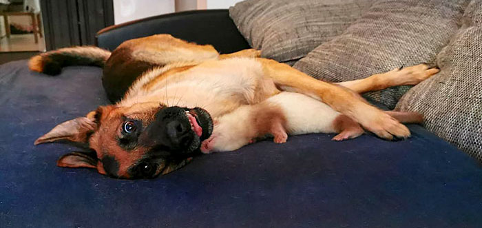 Unlikely but Strong Friendship of Nova A German Shepherd Dog And Pacco A Ferret