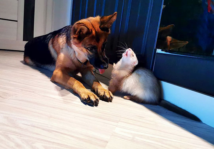 Unlikely but Strong Friendship of Nova A German Shepherd Dog And Pacco A Ferret