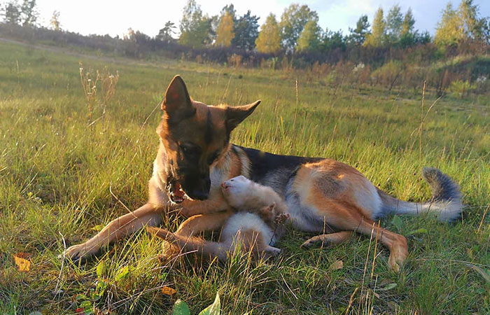Unlikely but Strong Friendship of Nova A German Shepherd Dog And Pacco A Ferret