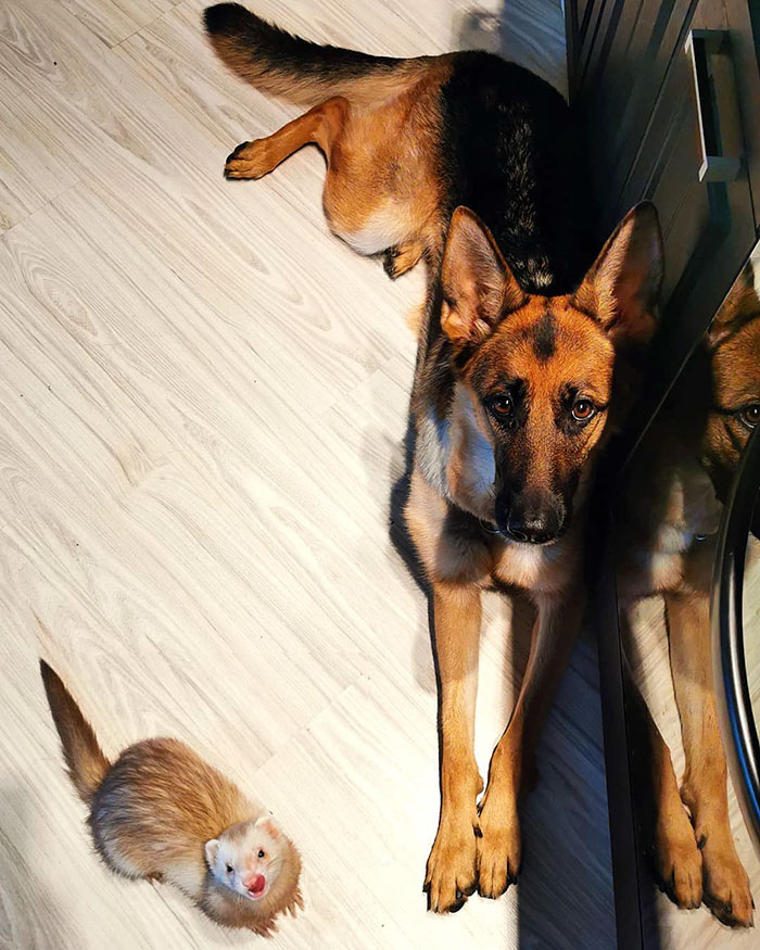 Unlikely but Strong Friendship of Nova A German Shepherd Dog And Pacco A Ferret