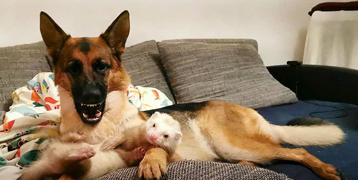Unlikely but Strong Friendship of Nova A German Shepherd Dog And Pacco A Ferret