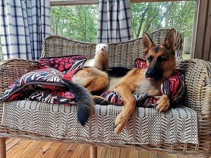 Unlikely but Strong Friendship of Nova A German Shepherd Dog And Pacco A Ferret