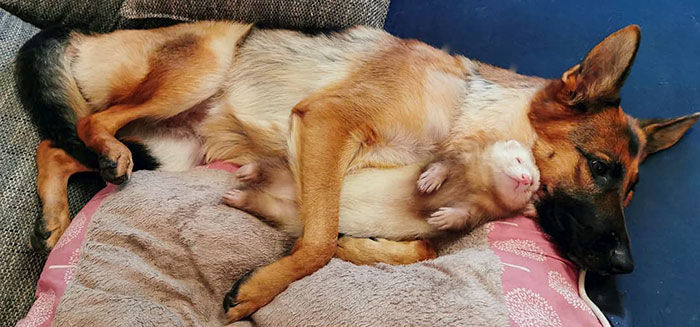 Unlikely but Strong Friendship of Nova A German Shepherd Dog And Pacco A Ferret