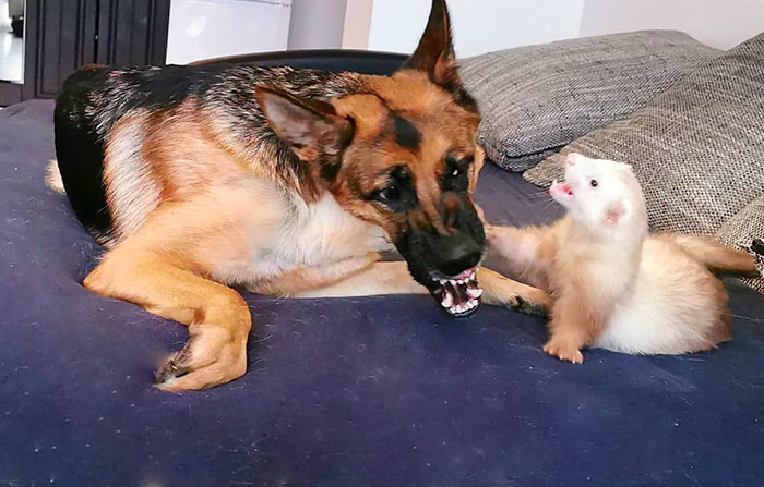 Unlikely but Strong Friendship of Nova A German Shepherd Dog And Pacco A Ferret
