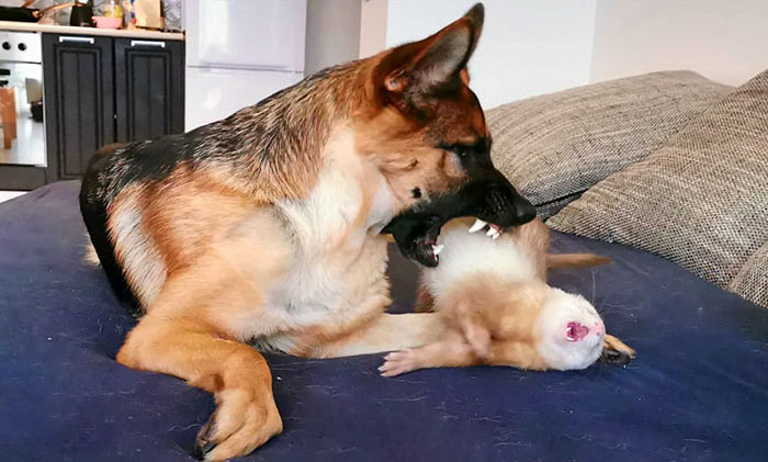 Unlikely but Strong Friendship of Nova A German Shepherd Dog And Pacco A Ferret