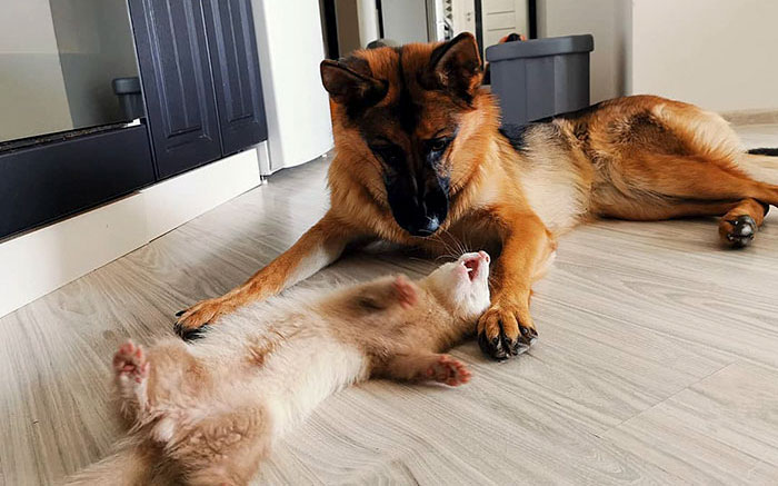Unlikely but Strong Friendship of Nova A German Shepherd Dog And Pacco A Ferret