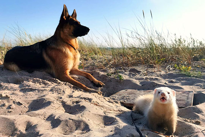 Unlikely but Strong Friendship of Nova A German Shepherd Dog And Pacco A Ferret