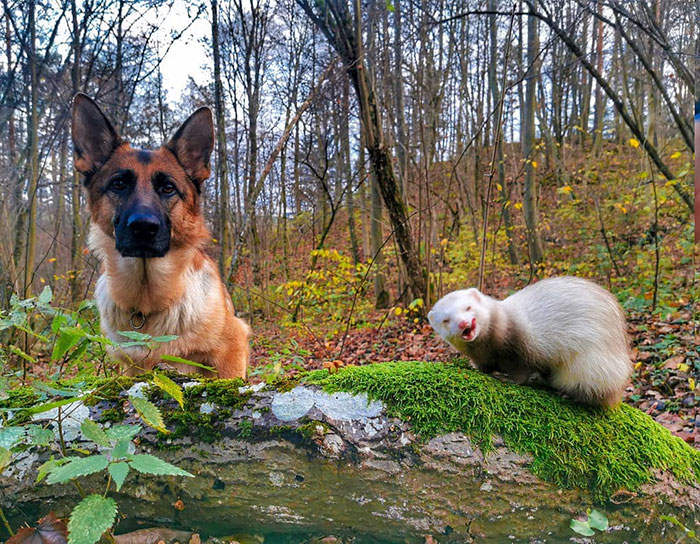 Unlikely but Strong Friendship of Nova A German Shepherd Dog And Pacco A Ferret