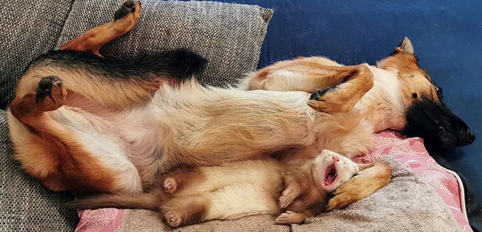 Unlikely but Strong Friendship of Nova A German Shepherd Dog And Pacco A Ferret