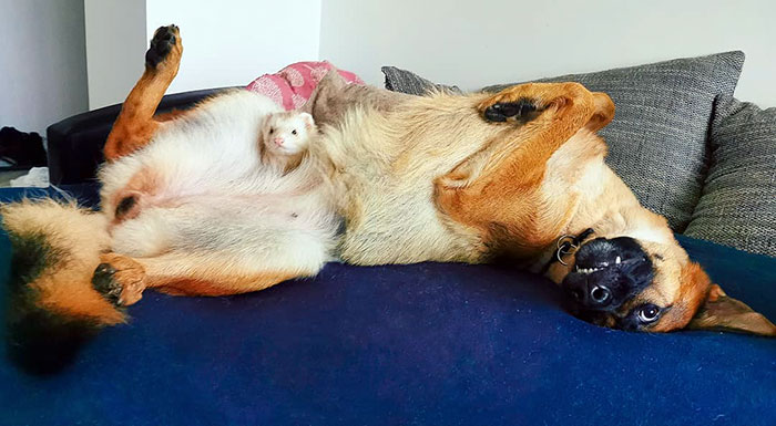Unlikely but Strong Friendship of Nova A German Shepherd Dog And Pacco A Ferret