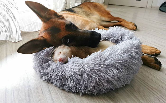 Unlikely but Strong Friendship of Nova A German Shepherd Dog And Pacco A Ferret