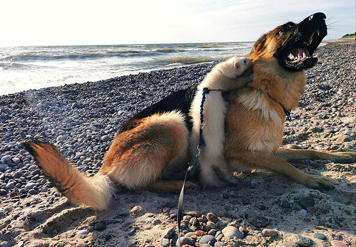 Unlikely but Strong Friendship of Nova A German Shepherd Dog And Pacco A Ferret