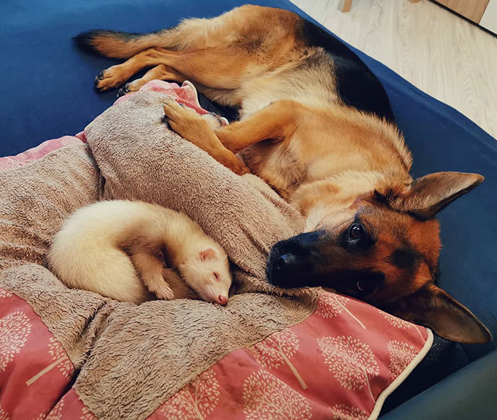 Unlikely but Strong Friendship of Nova A German Shepherd Dog And Pacco A Ferret