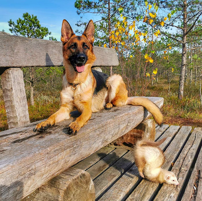 Unlikely but Strong Friendship of Nova A German Shepherd Dog And Pacco A Ferret