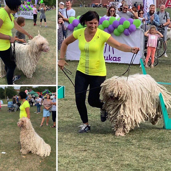 Hanga, the Mop Dog Who Went Viral For One Of Her Swimming Video