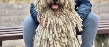 Hanga, the Mop Dog Who Went Viral For One Of Her Swimming Video