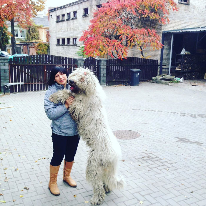 Hanga, the Mop Dog Who Went Viral For One Of Her Swimming Video