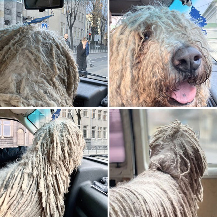 Hanga, the Mop Dog Who Went Viral For One Of Her Swimming Video